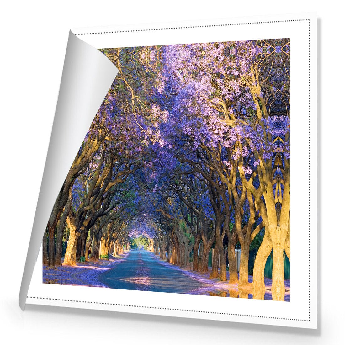 Jacaranda Alley (square) - Wall Art Designs - 1747_AS_Q WAD_CP - MPY - 260 - M - R_37x37_NONE