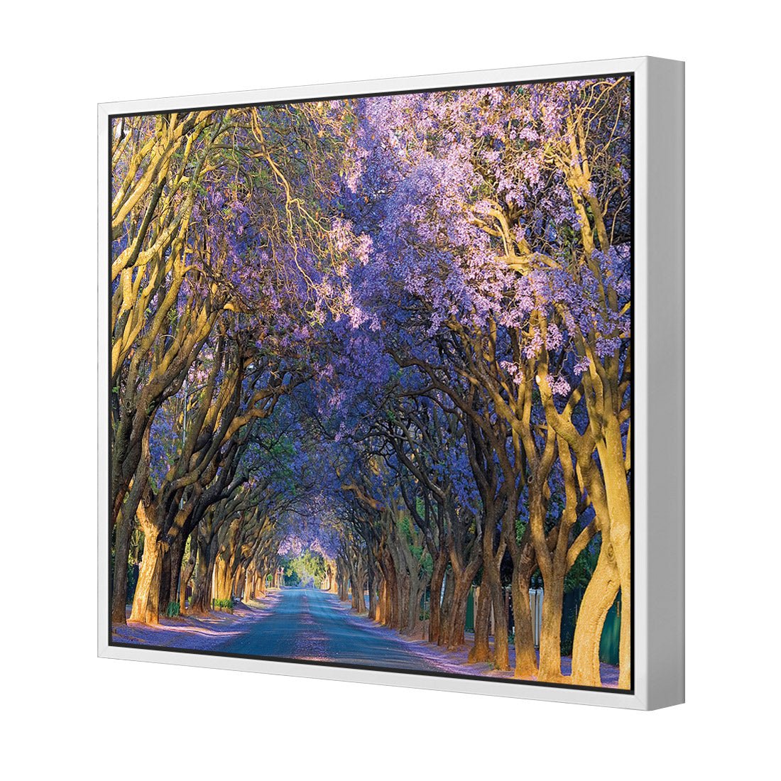 Jacaranda Alley (square) - Wall Art Designs - 1747_AS_Q WAD_CP - MPY - 260 - M - S - S_37x37_S - 1550 - WHT