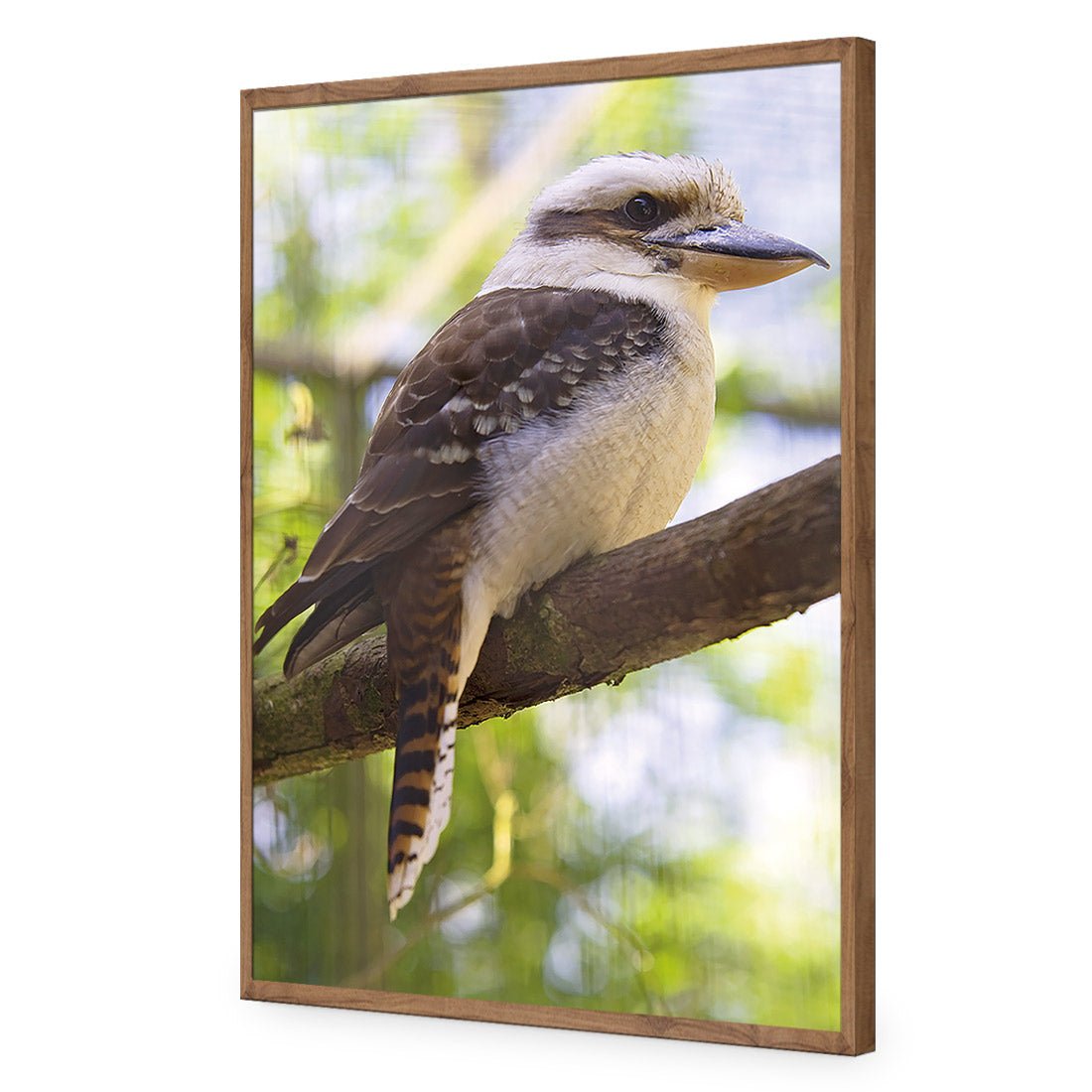 Kookaburra - Wall Art Designs - 622_AR_V WAD_AP - 030 - EDG_45x30_S - 2538 - NAT