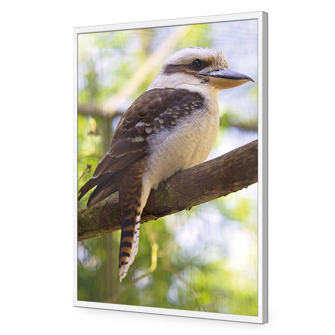 Kookaburra - Wall Art Designs - 622_AR_V WAD_AP - 030 - EDG_45x30_S - 2538 - WHT