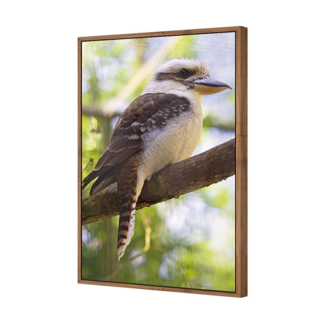 Kookaburra - Wall Art Designs - 622_AR_V WAD_CP - MPY - 260 - M - S - S_45x30_S - 1550 - NAT