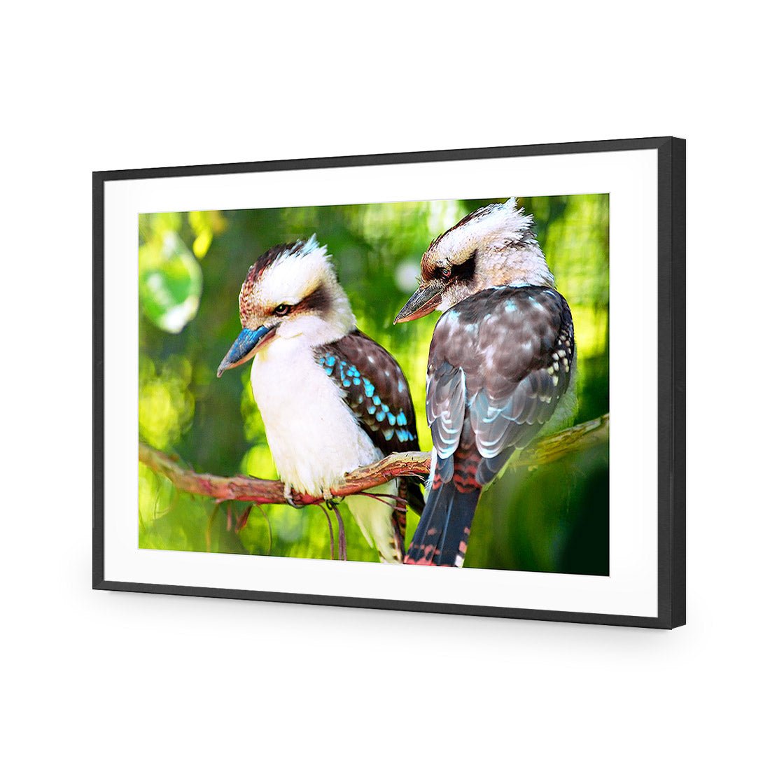 Kookaburra Pair | Standard Acrylic | Flat Frame With Border | Black