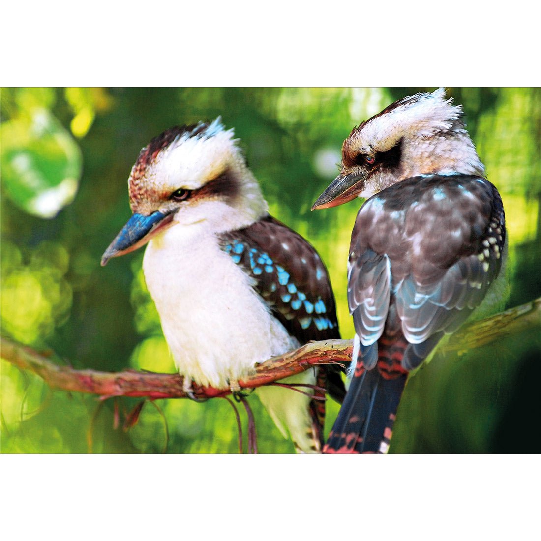 Kookaburra Pair Acrylic Print Art - Wall Art Designs - 623_AR_H WAD_AP - 030 - MAT_45x30_NONE