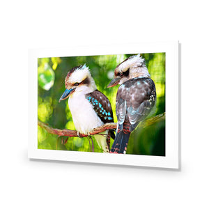 Kookaburra Pair | Standard Acrylic | No Frame With Border