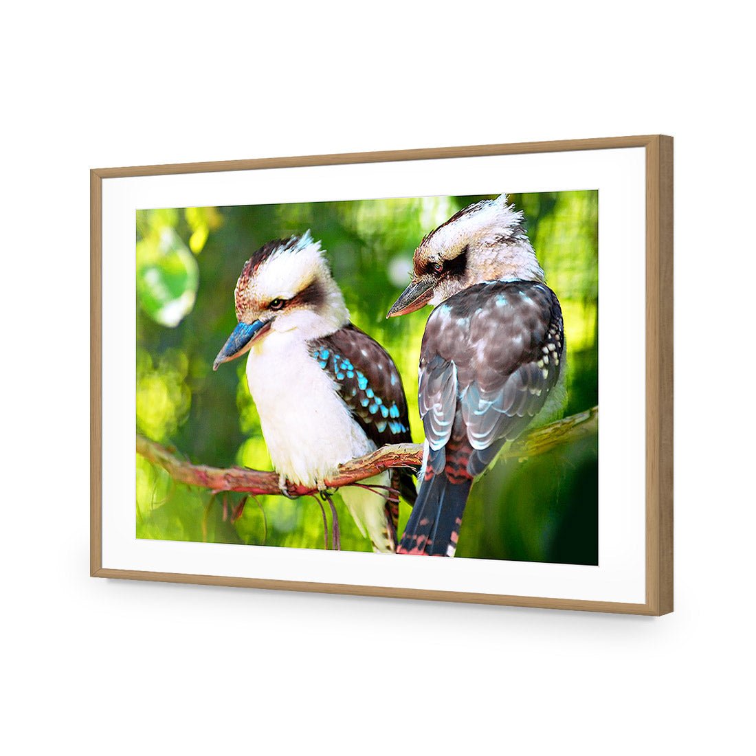 Kookaburra Pair | Standard Acrylic | Flat Frame With Border | Oak