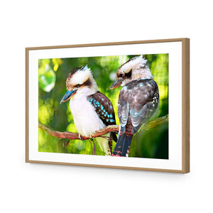 Kookaburra Pair | Standard Acrylic | Flat Frame With Border | Oak