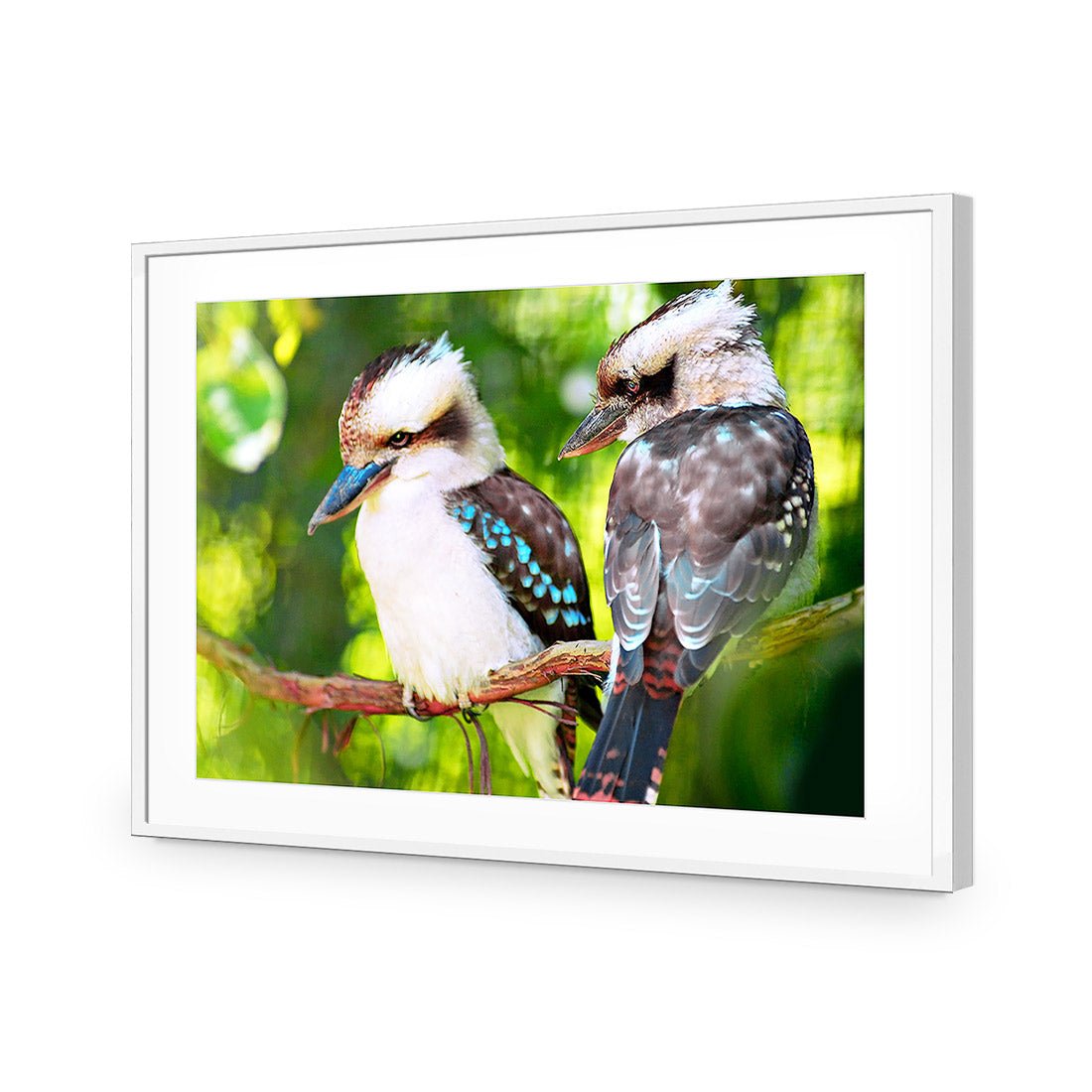 Kookaburra Pair | Standard Acrylic | Flat Frame With Border | White