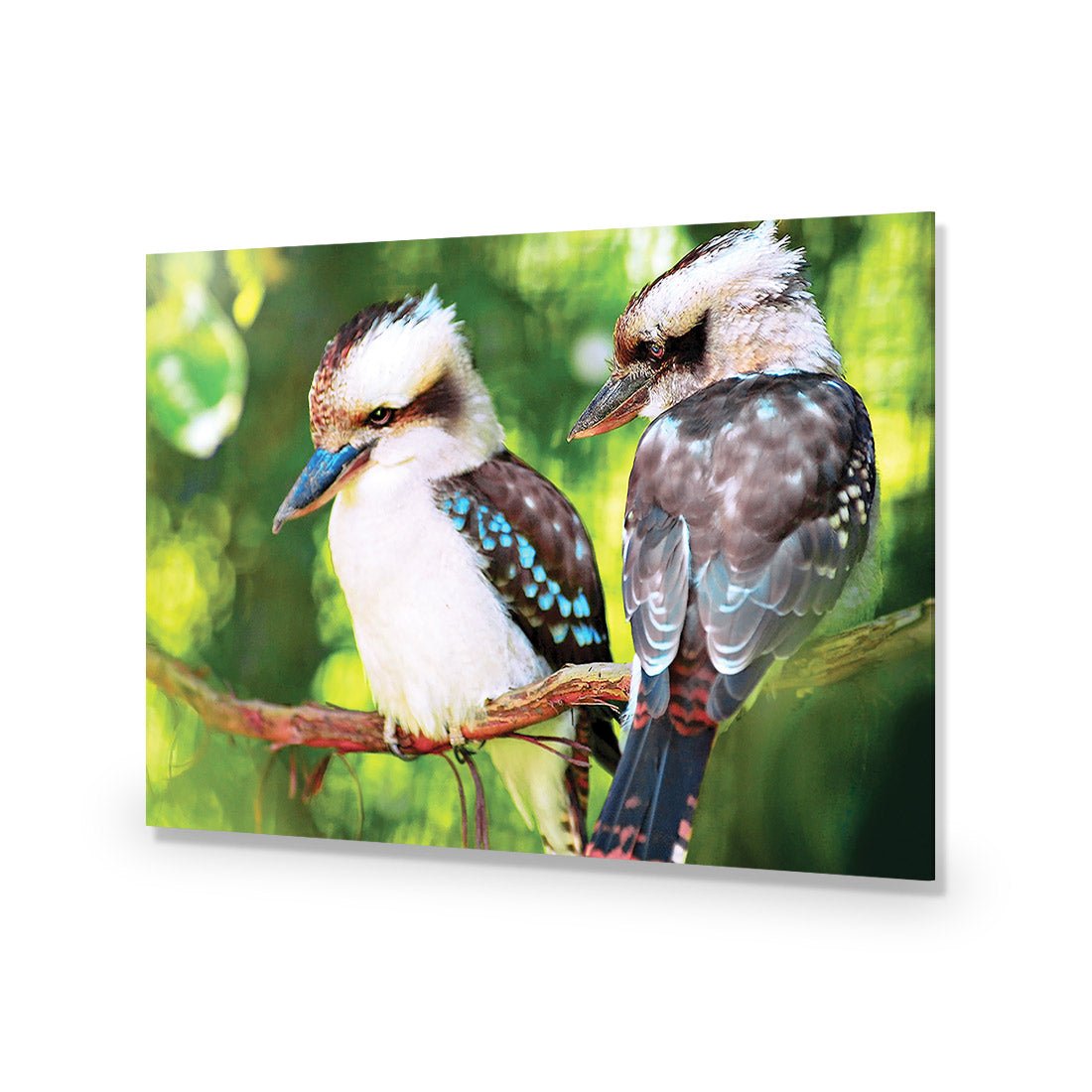 Kookaburra Pair Acrylic Print Art - Wall Art Designs - 623_AR_H WAD_AP - 030 - EDG_45x30_NONE