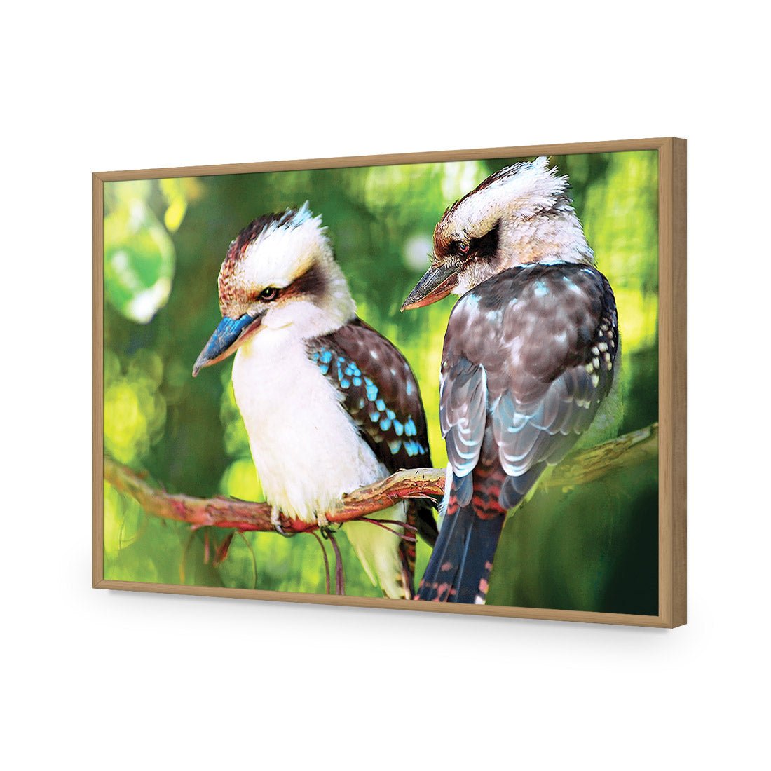 Kookaburra Pair | Standard Acrylic | Flat Frame No Border | Oak