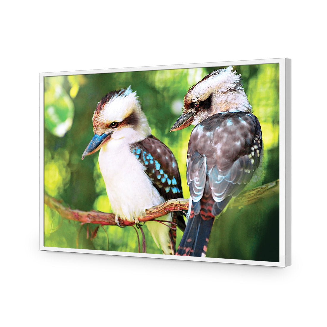 Kookaburra Pair | Standard Acrylic | Flat Frame No Border | White