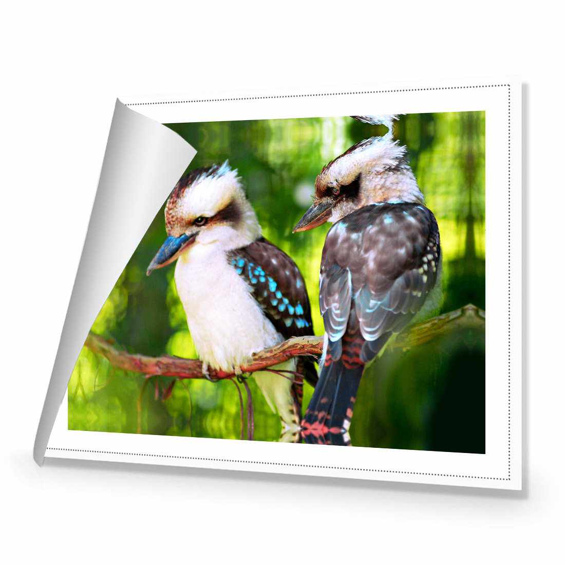 Kookaburra Pair | Standard Canvas | No Frame | Rolled Canvas