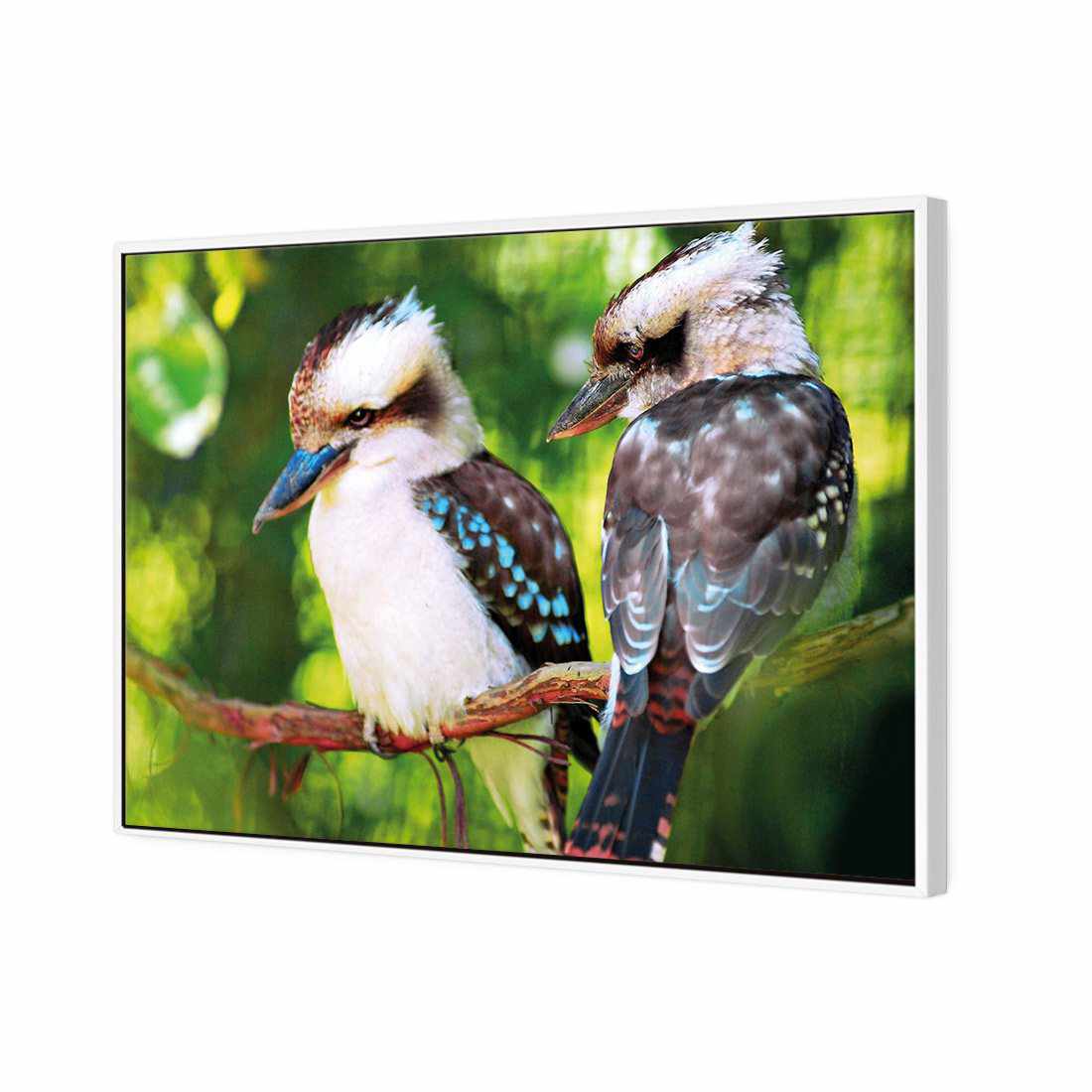 Kookaburra Pair | Standard Canvas | Floating Frame | White