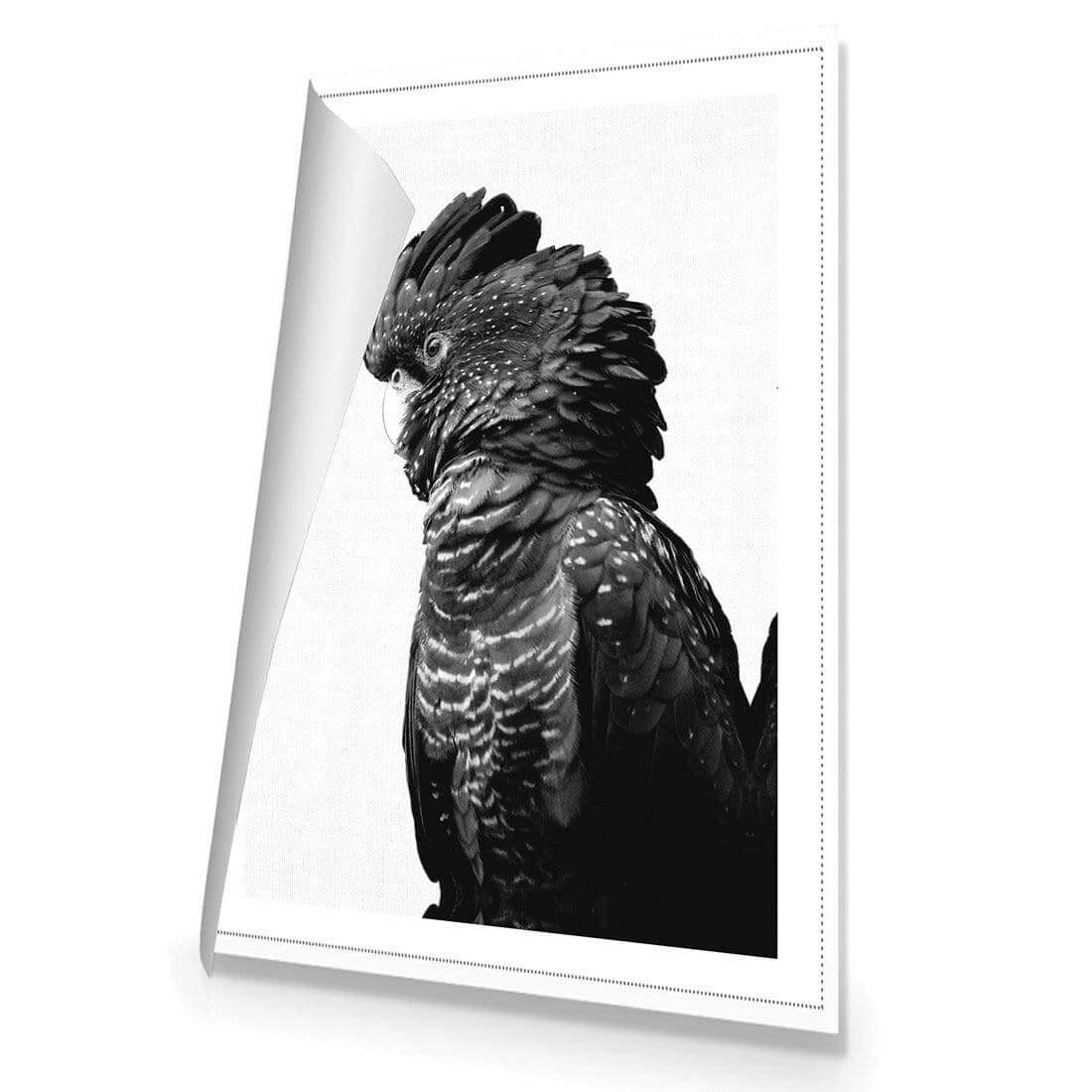 Lady Black Cocky, Black & White - Wall Art Designs - AU_1043_BR_V WAD_CP - MPY - 260 - M - R_45x30_NONE