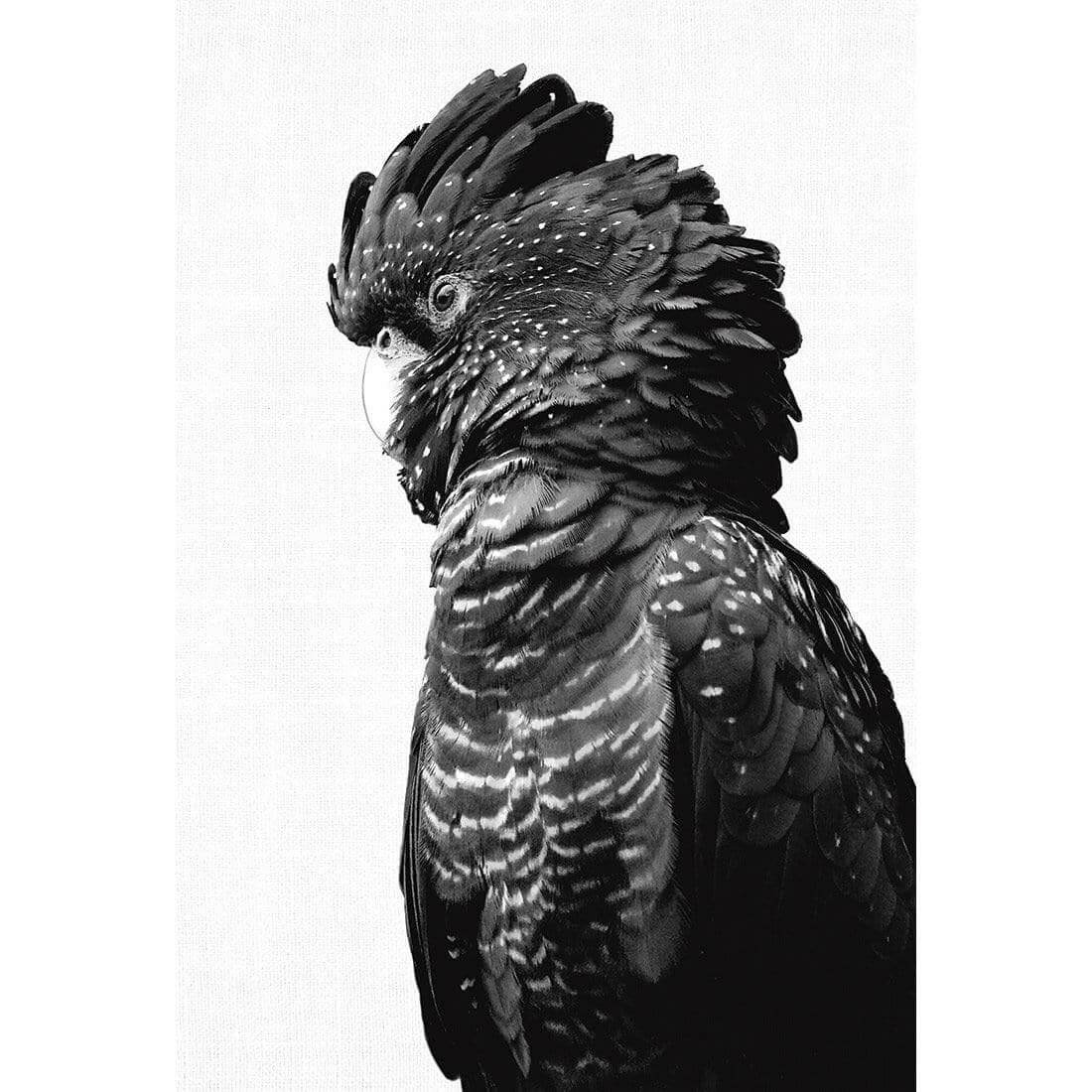 Lady Black Cocky, Black & White - Wall Art Designs - AU_1043_BR_V WAD_CP - MPY - 260 - M - S - S_45x30_NONE