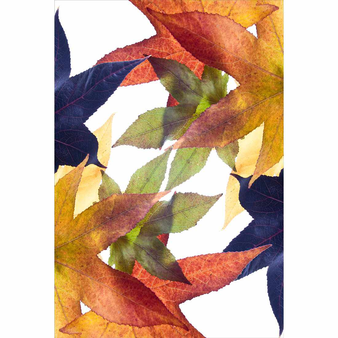 Leaf Kaleidoscope, Rectangle Canvas Art - Wall Art Designs - 3184_AR_V WAD_CP - MPY - 260 - M - S - S_45x30_NONE