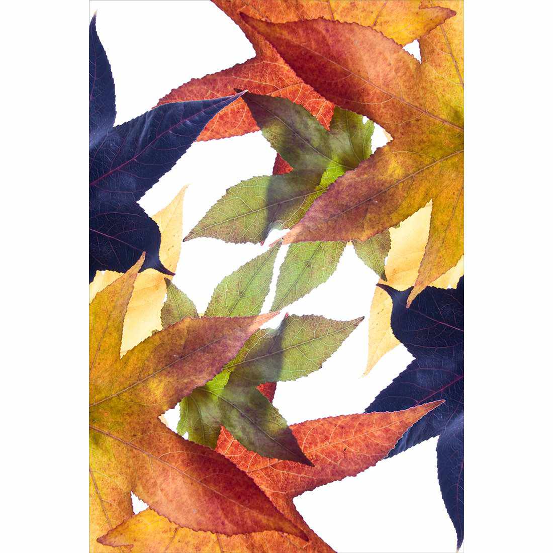 Leaf Kaleidoscope, Rectangle