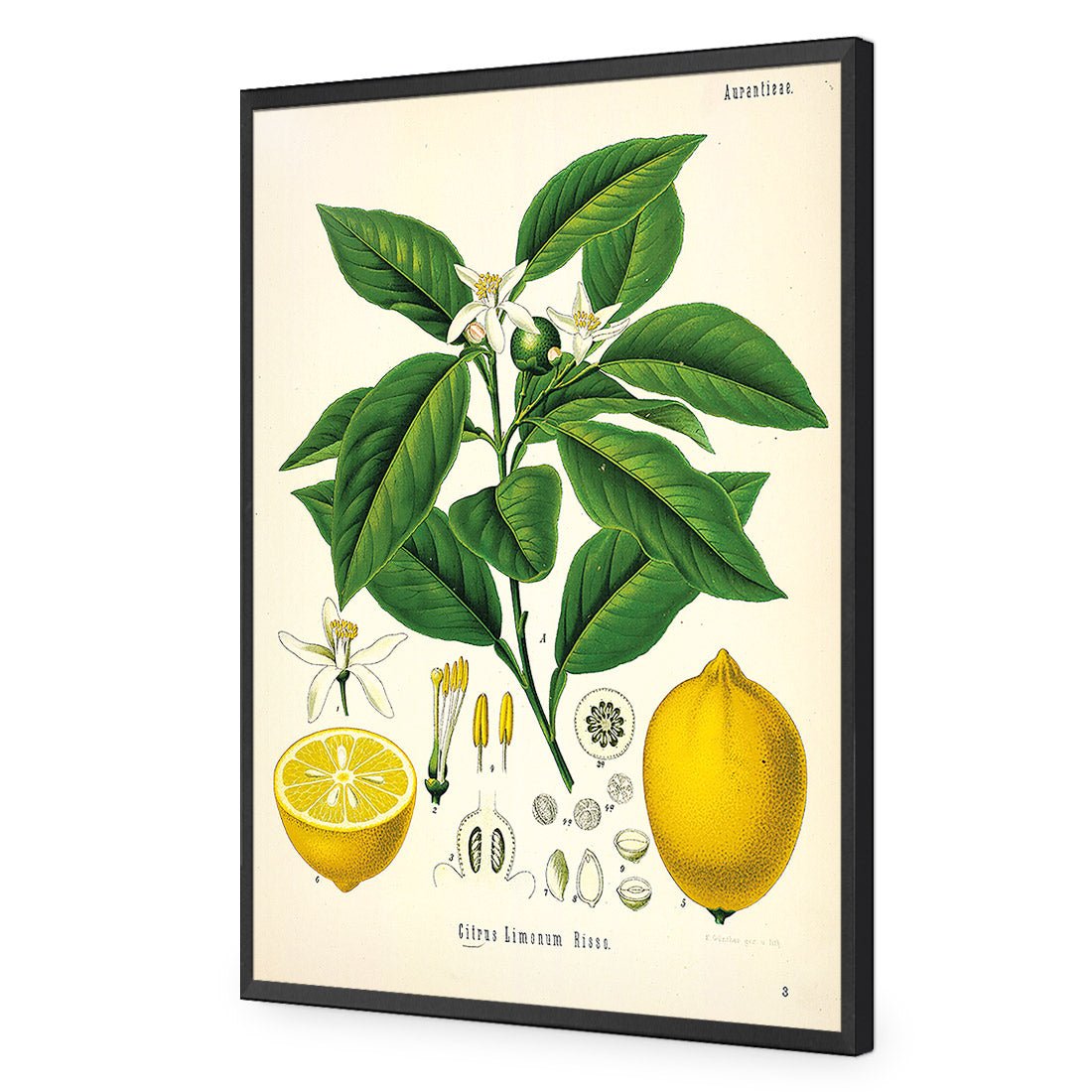 Lemon Botanical Illustration - Wall Art Designs - 2743_AR_V WAD_AP - 030 - EDG_45x30_S - 2538 - BLK