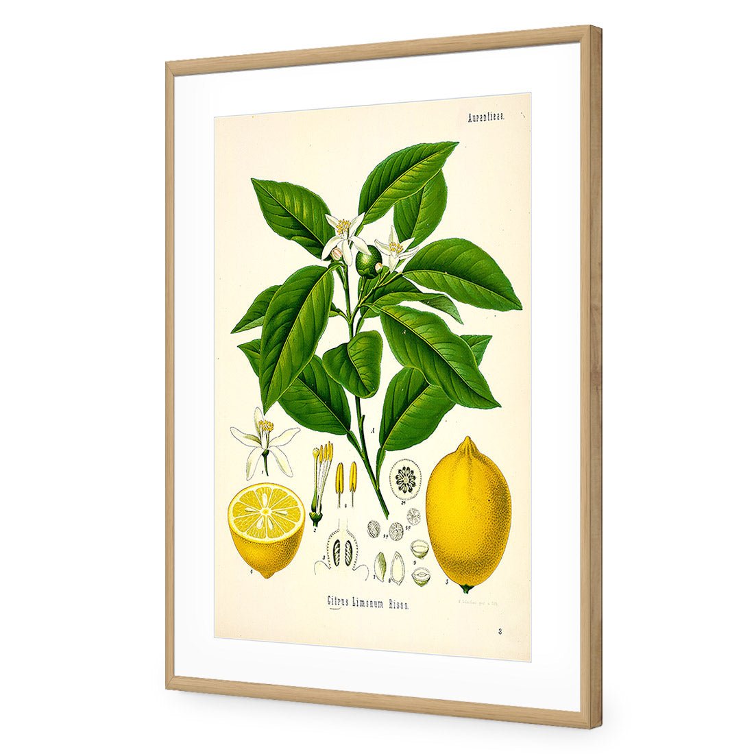 Lemon Botanical Illustration - Wall Art Designs - 2743_AR_V WAD_AP - 030 - MAT_45x30_S - 2538 - OAK