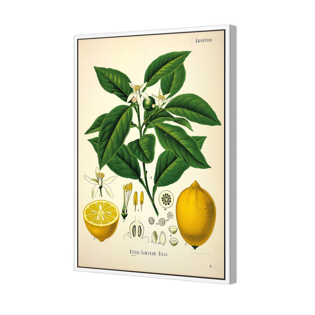 Lemon Botanical Illustration - Wall Art Designs - 2743_AR_V WAD_CP - MPY - 260 - M - S - S_45x30_S - 1550 - WHT