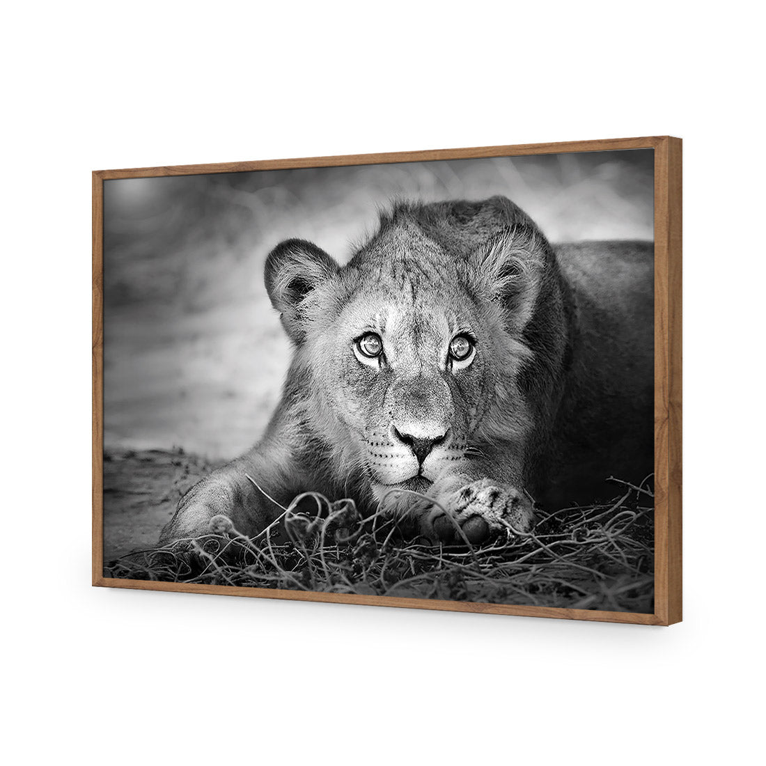 Lion Cub | Classic Acrylic | Flat Frame No Border | Natural