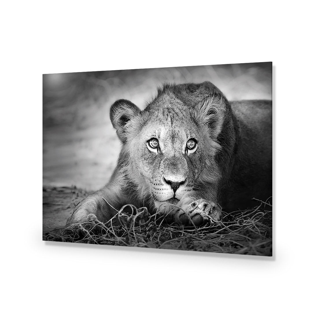 Lion Cub - Wall Art Designs - 1993_AR_H WAD_AP - 030 - EDG_45x30_NONE