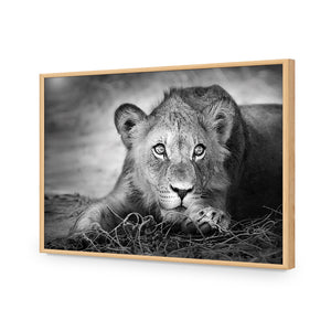 Lion Cub | Classic Acrylic | Flat Frame No Border | Oak