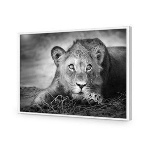 Lion Cub | Classic Acrylic | Flat Frame No Border | White