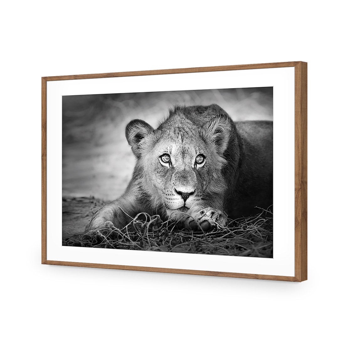 Lion Cub | Classic Acrylic | Flat Frame With Border | Natural