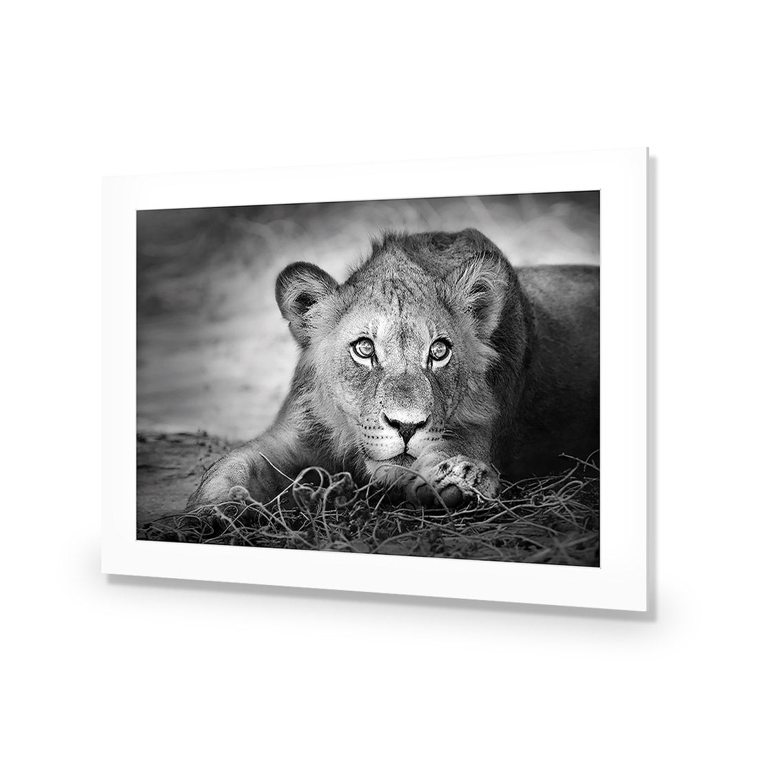 Lion Cub | Classic Acrylic | No Frame With Border