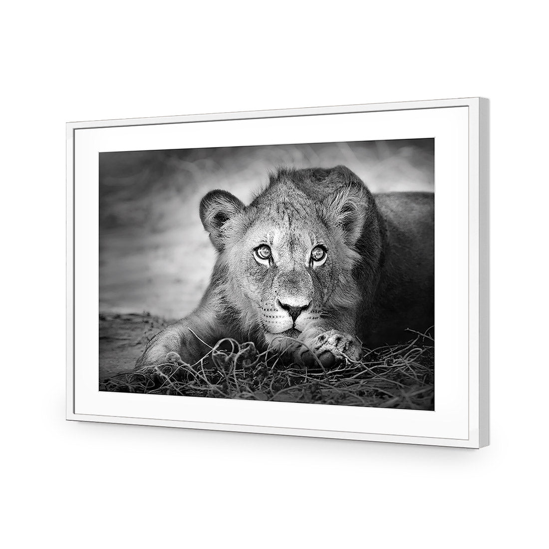 Lion Cub | Classic Acrylic | Flat Frame With Border | White