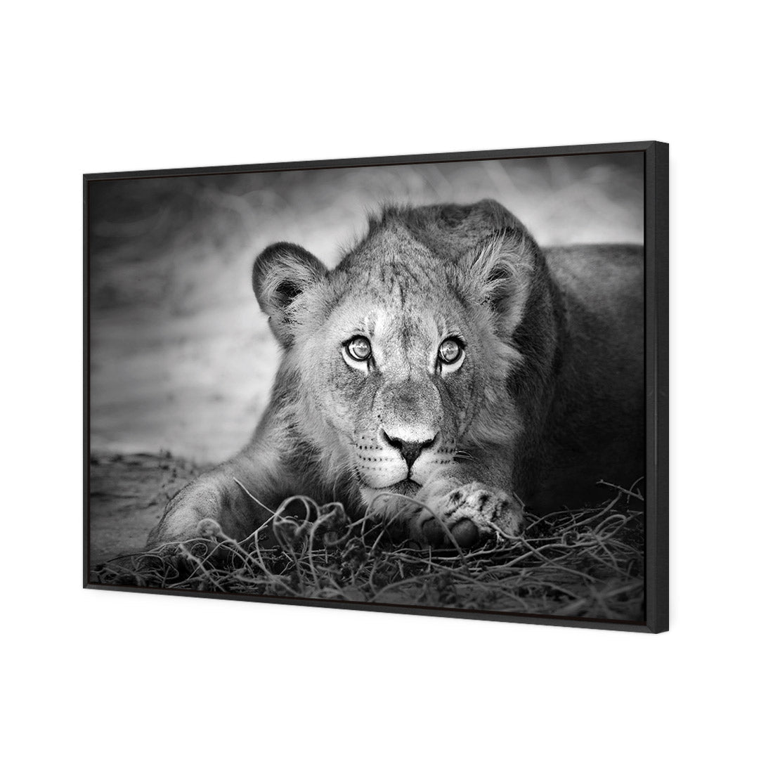 Lion Cub | Classic Canvas | Floating Frame | Black