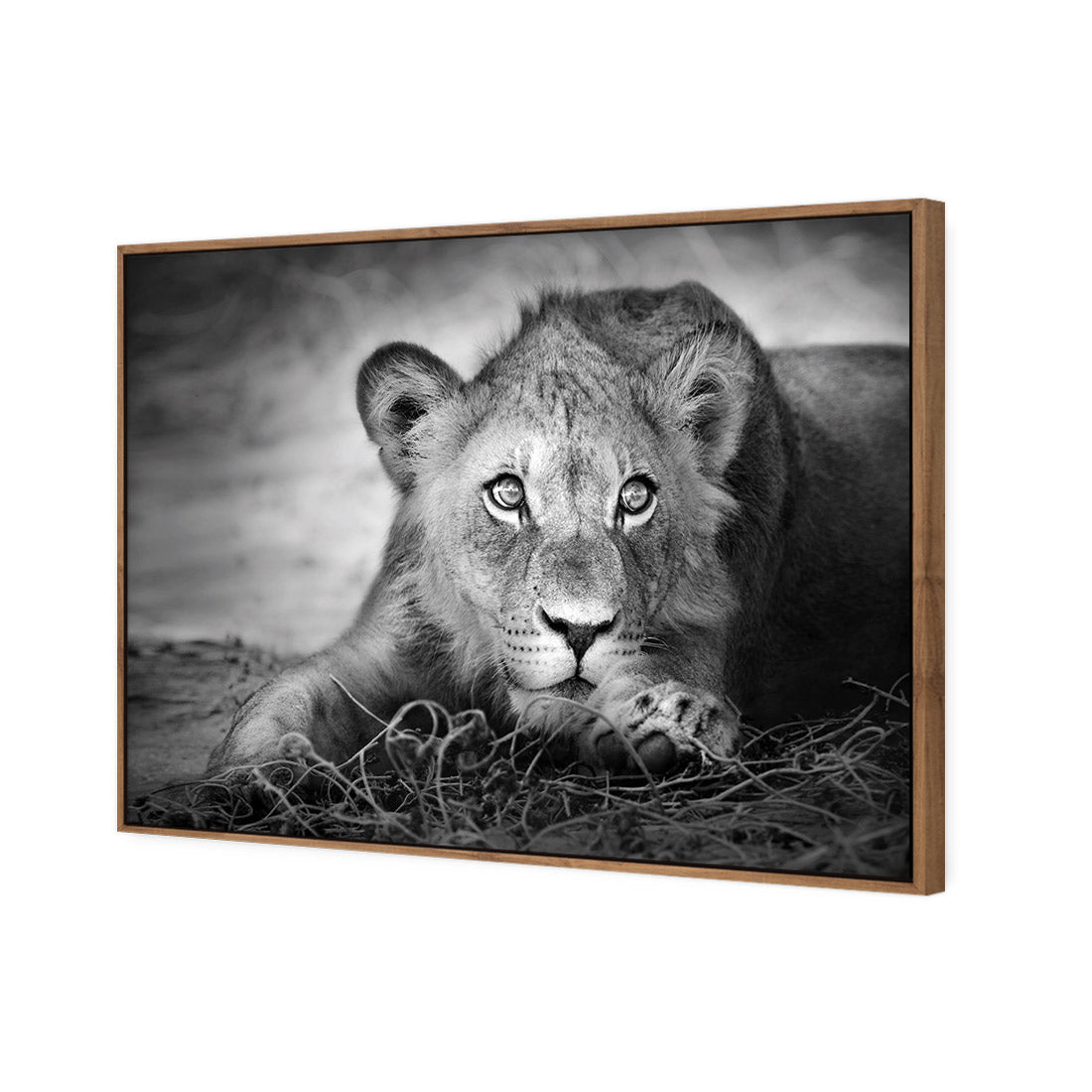 Lion Cub | Classic Canvas | Floating Frame | Natural