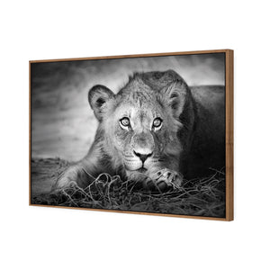 Lion Cub | Classic Canvas | Floating Frame | Natural