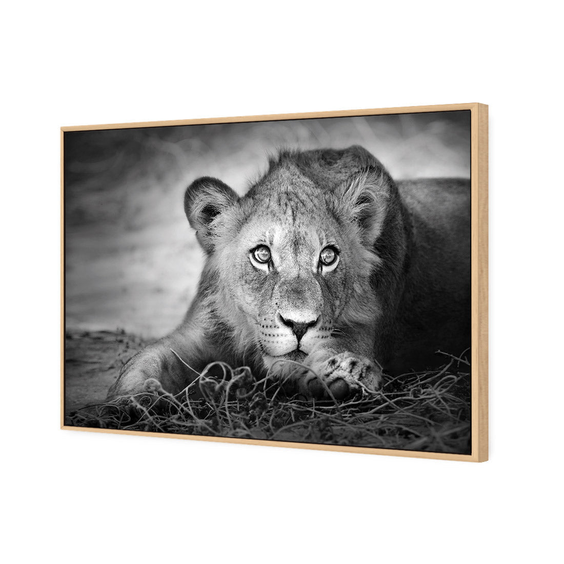 Lion Cub - Wall Art Designs - 1993_AR_H WAD_CP - MPY - 260 - M - S - S_45x30_S - 1550 - OAK