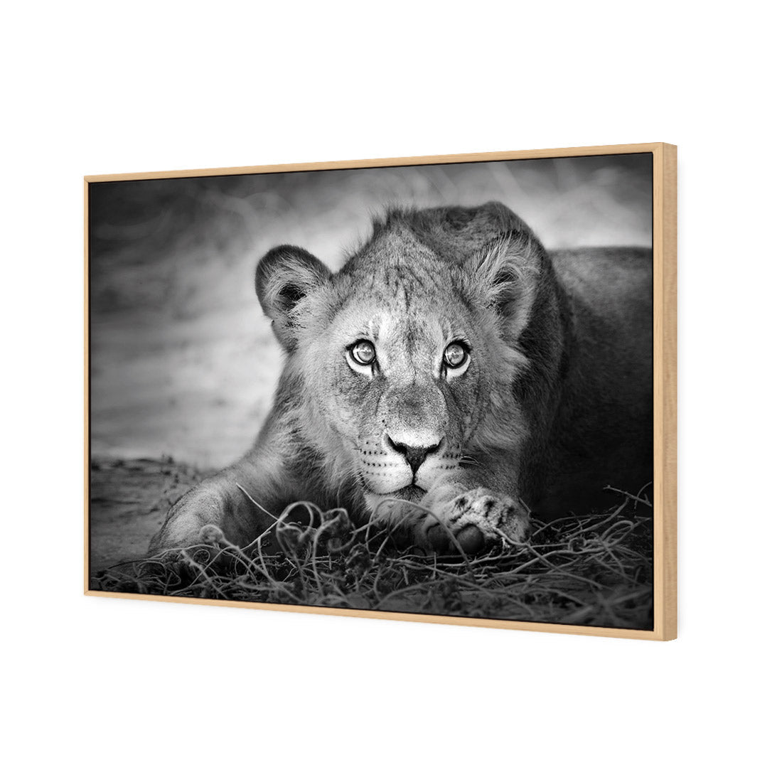 Lion Cub | Classic Canvas | Floating Frame | Oak