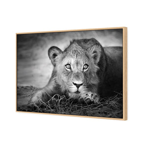Lion Cub | Classic Canvas | Floating Frame | Oak
