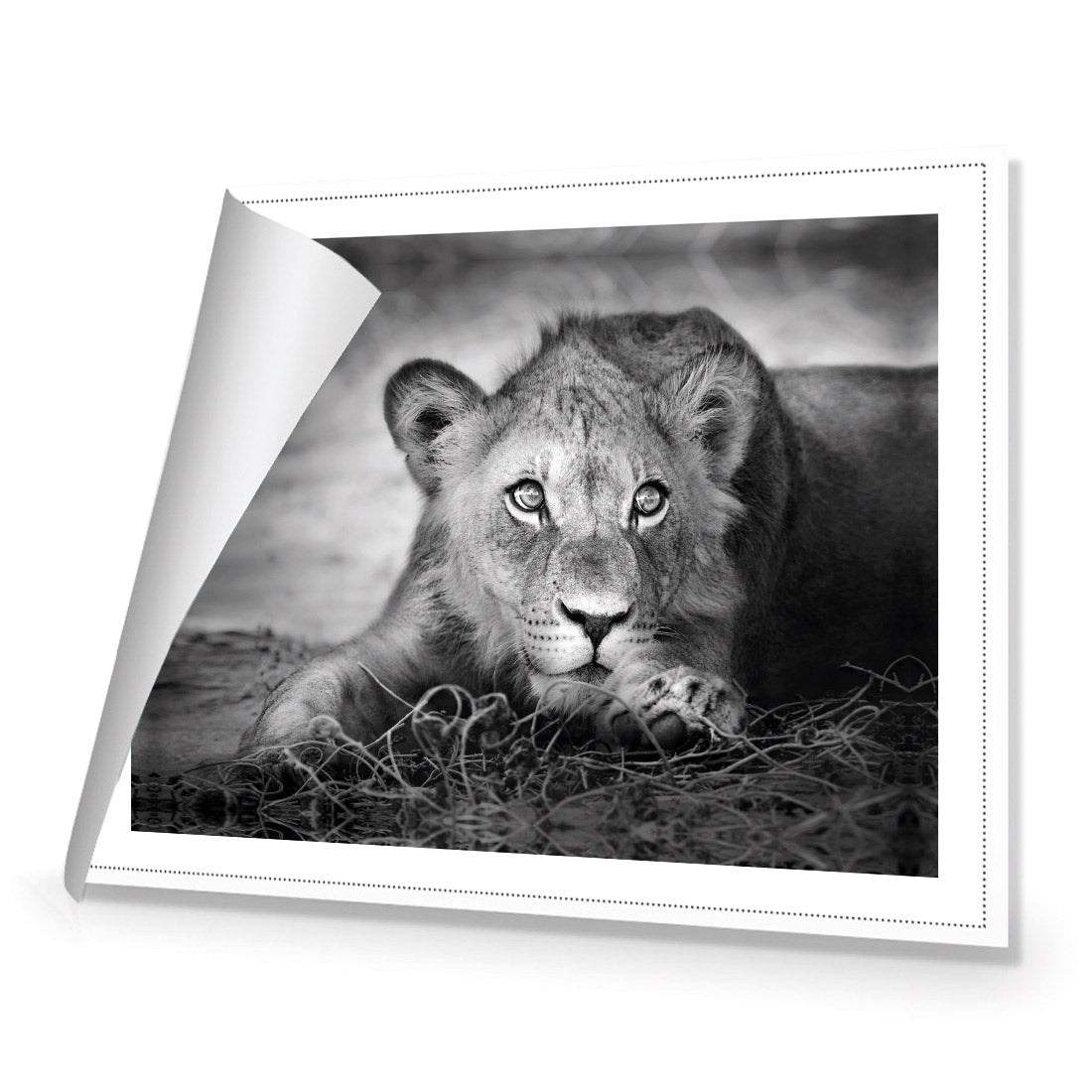 Lion Cub - Wall Art Designs - 1993_AR_H WAD_CP - MPY - 260 - M - R_45x30_NONE