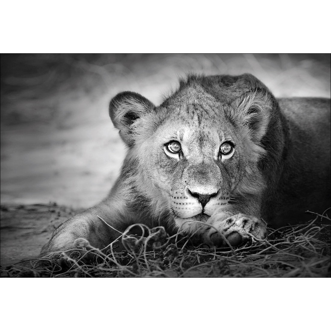 Lion Cub | Classic Canvas | No Frame | Stretched Canvas