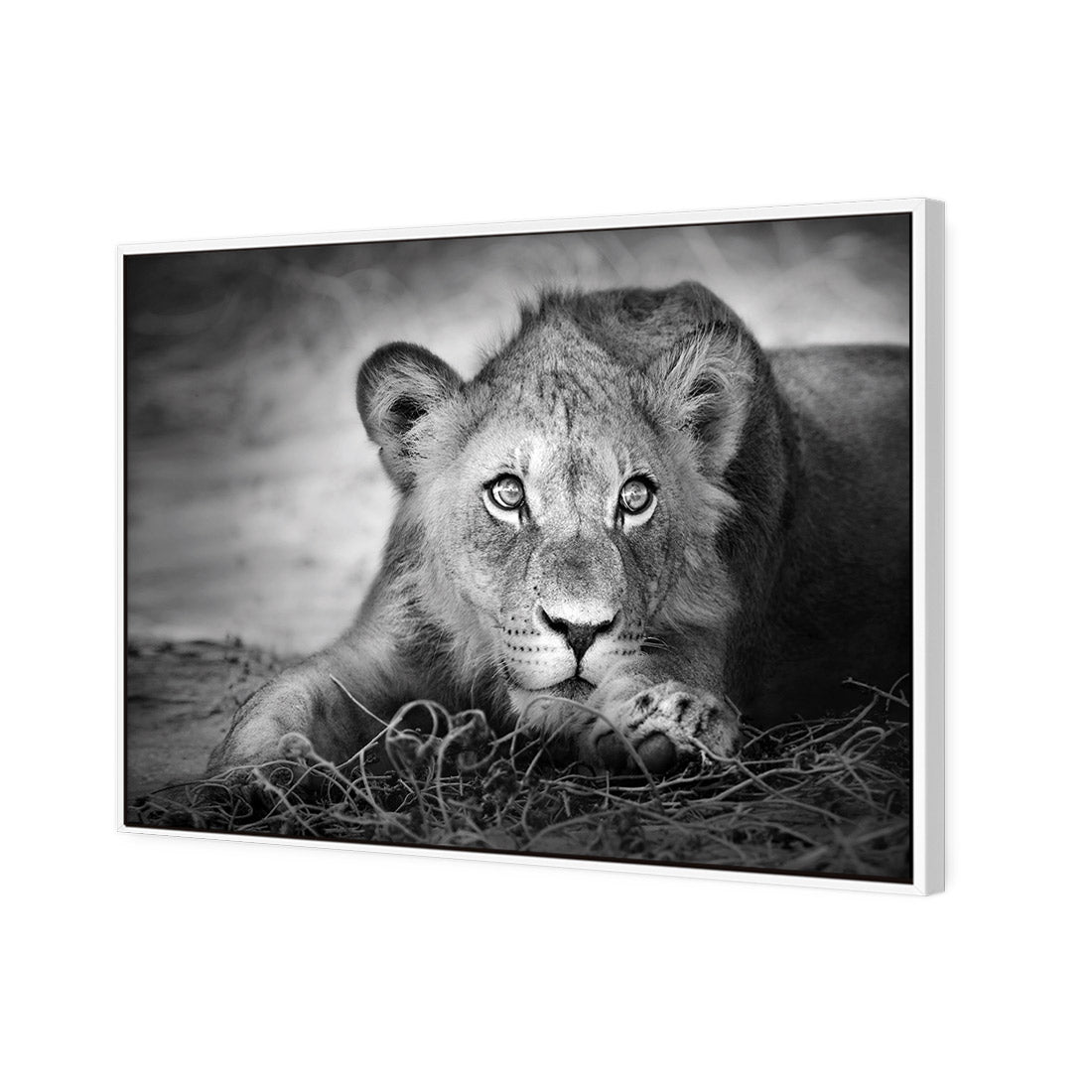 Lion Cub | Classic Canvas | Floating Frame | White