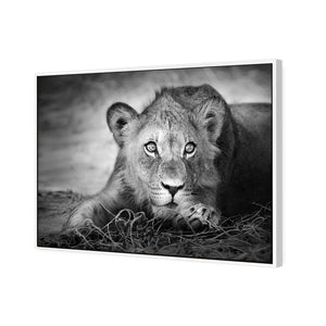 Lion Cub | Classic Canvas | Floating Frame | White