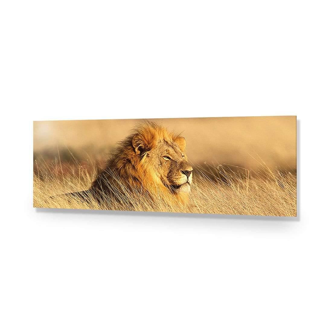 Lion in Grass (Long) - Wall Art Designs - 1190_AL_H WAD_AP - 030 - EDG_90x30_NONE