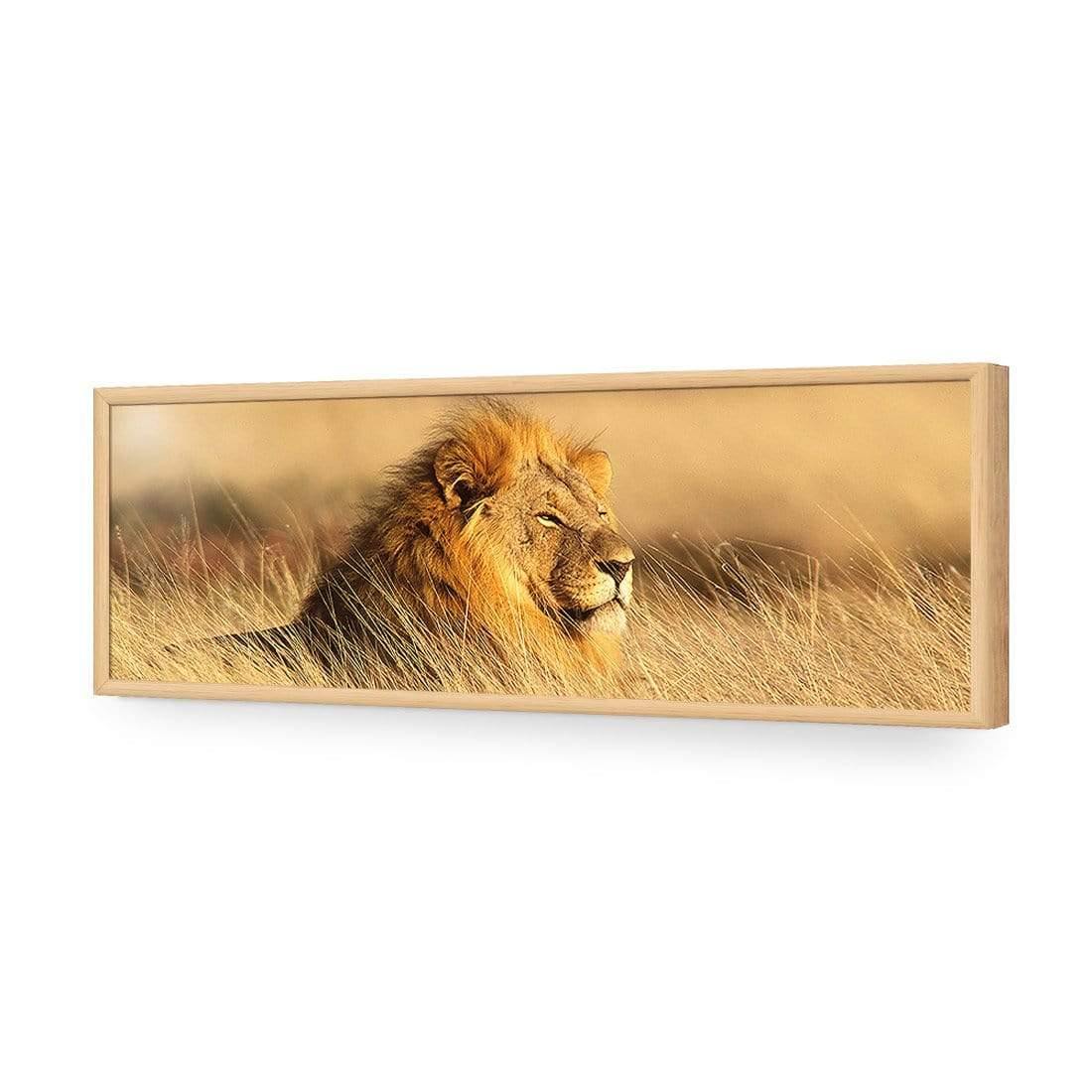 Lion in Grass (Long) - Wall Art Designs - 1190_AL_H WAD_AP - 030 - EDG_90x30_S - 2538 - OAK