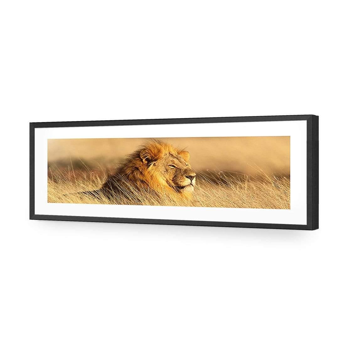 Lion in Grass (Long) - Wall Art Designs - 1190_AL_H WAD_AP - 030 - MAT_90x30_S - 2538 - BLK