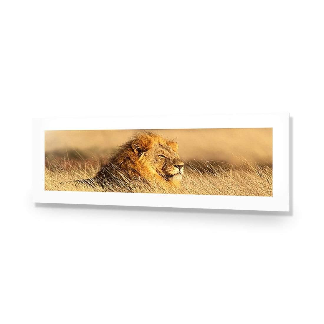 Lion in Grass (Long) - Wall Art Designs - 1190_AL_H WAD_AP - 030 - MAT_90x30_NONE