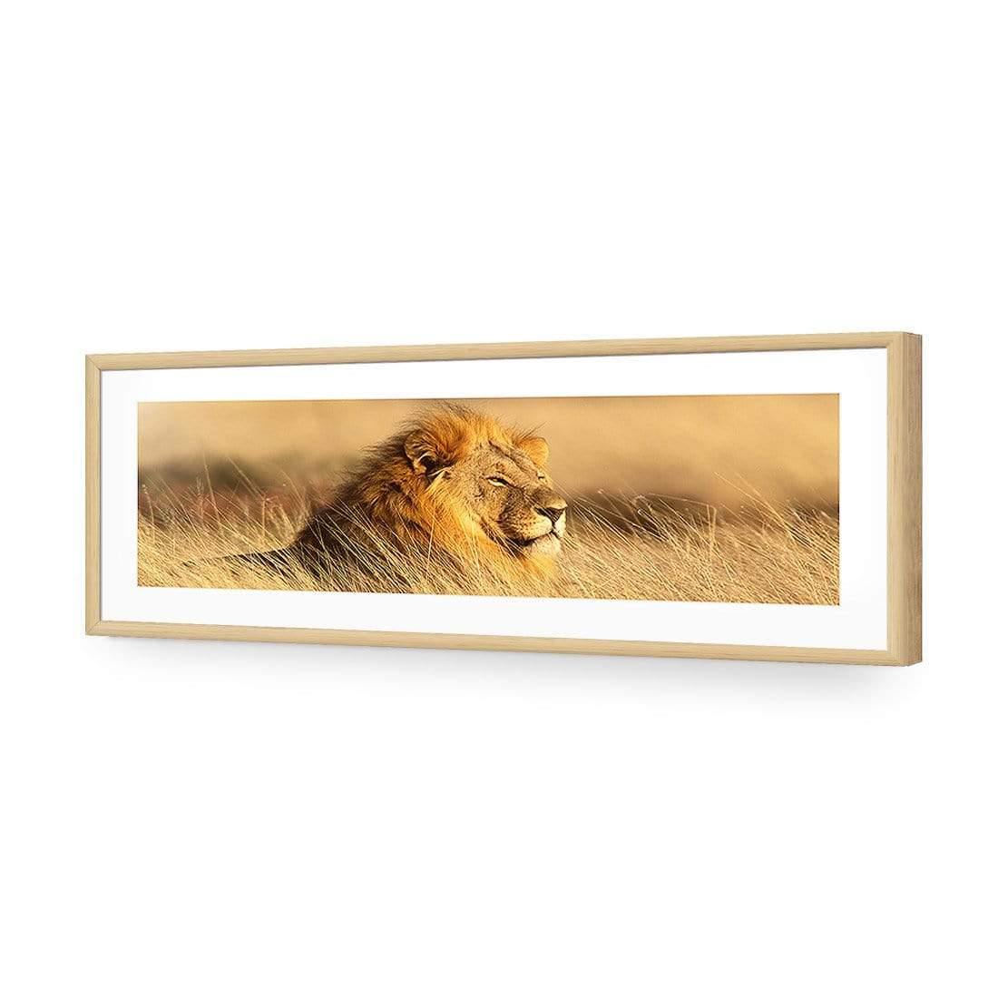 Lion in Grass (Long) - Wall Art Designs - 1190_AL_H WAD_AP - 030 - MAT_90x30_S - 2538 - OAK