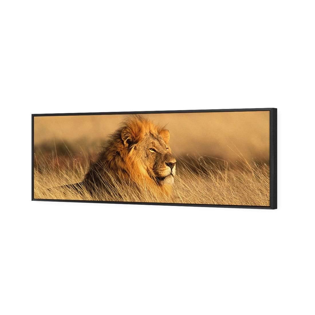 Lion in Grass (Long) - Wall Art Designs - 1190_AL_H WAD_CP - MPY - 260 - M - S - S_60x20_S - 1550 - BLK