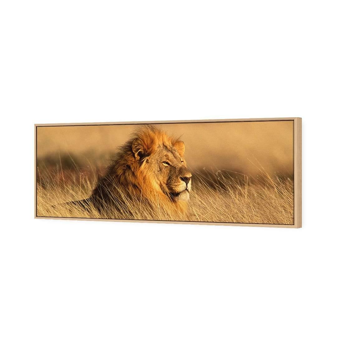 Lion in Grass (Long) - Wall Art Designs - 1190_AL_H WAD_CP - MPY - 260 - M - S - S_60x20_S - 1550 - OAK