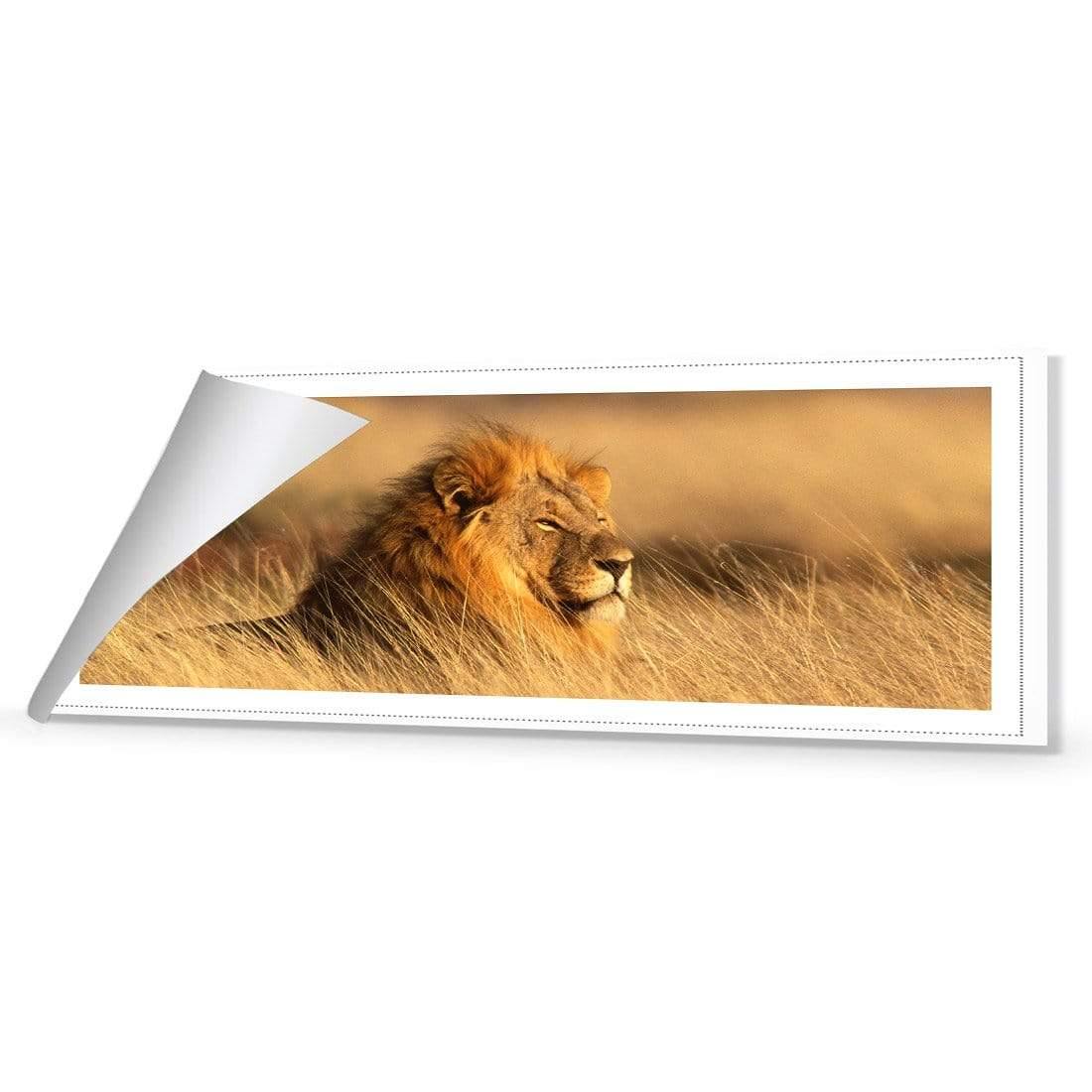 Lion in Grass (Long) - Wall Art Designs - 1190_AL_H WAD_CP - MPY - 260 - M - R_60x20_NONE