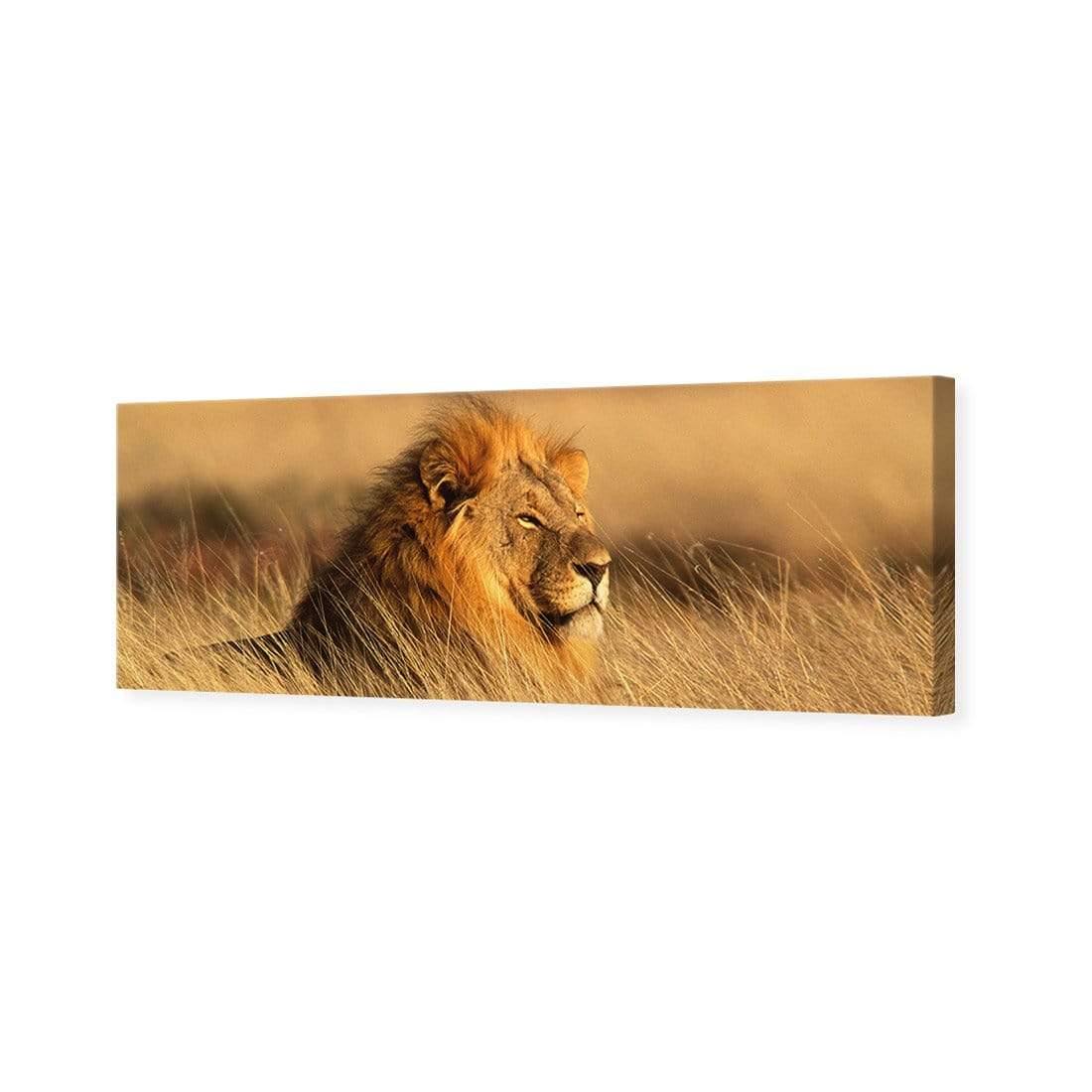 Lion in Grass (Long) - Wall Art Designs - 1190_AL_H WAD_CP - MPY - 260 - M - S - S_60x20_NONE