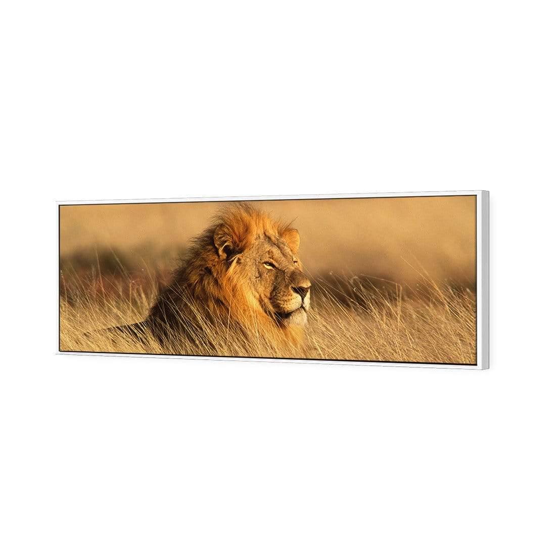 Lion in Grass (Long) - Wall Art Designs - 1190_AL_H WAD_CP - MPY - 260 - M - S - S_60x20_S - 1550 - WHT